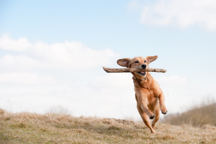 Exercise Routine for Dogs In Dallas-Fort Worth