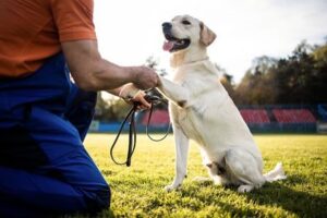 Dog Obidence Training At Hilton Butler in Frisco & Allen, TX