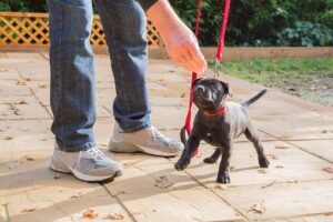 Puppy Training By Hilton Butler in Frisco & Allen, TX