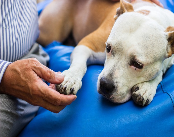 An Adult dog which has stomach issues with his owner at the Vet in Frisco & Allen, TX